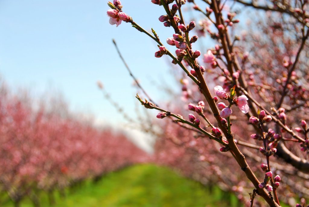 moving to kelowna orchard tree